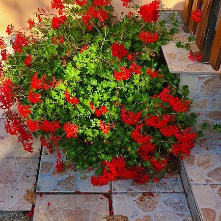 アパート Kriszta